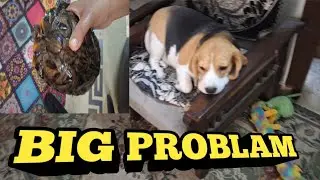 AAJ BADI PROBLEM HO GAI 😭😭 #doglover #beagle #dog #Albelibeagle