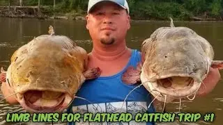 Limb Lines for Flatheads on the Altamaha River Trip #1