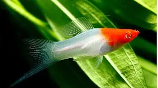 Top 6 😱AMAZING fish for a 40 gallon breeder aquarium