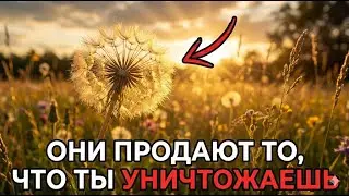 Растение, которое ты вырываешь каждый год, способно замедлить старение, но тебе об этом не сказали