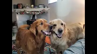 The power of prayer, playtime & prednisone.Toby, my golden retriever living each day to the fullest!