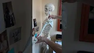 shoulder joint exercises