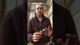 Digging and dividing German Iris