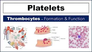 Platelets | Thrombocytes | Full Concept in Brief: Formation, Functions & Disorders | PE Home