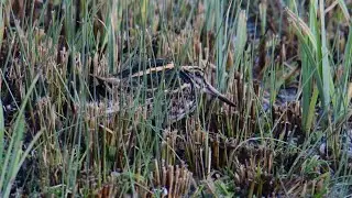Jack Snipe WWT Slimbridge, 30/01/2026