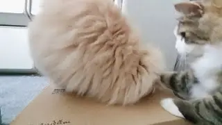 Digging up potatoes