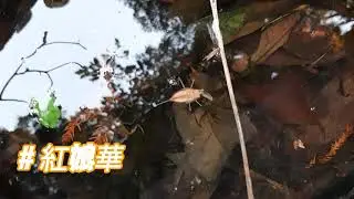 紅娘華