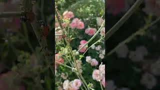 Aphids don&rsquo;t care of being eaten by ladybirds.