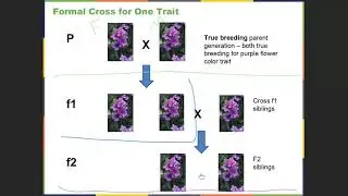 Chapter 12 Mendelian Genetics