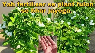 Best fertilizer for Double Chandni plant.