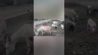 Goat walking on the Ground