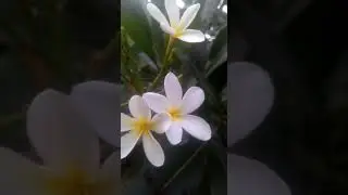 Plumeria alba/White Frangipani @mohitnursery