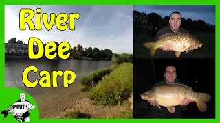 River Dee Carp - A walk along the Meadows in Chester City Centre