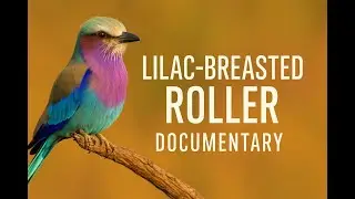 Lilac-breasted Roller: Africa&rsquo;s Flying Gem Documentary