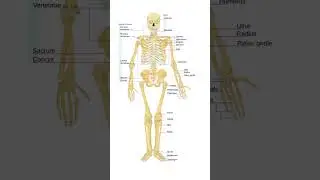 Human Skeleton 🦴 #shorts #ytshorts #bones  #neet #mdcat