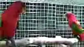Chattering Lory