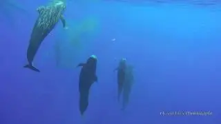 Pilot Whales_short version, Kona Hawaii