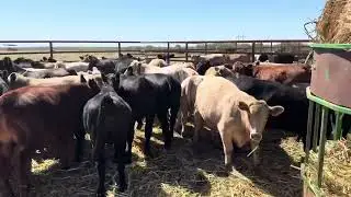 155 head homeraised steers & heifers selling 10/22
