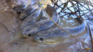 Impressive Fish Catch by Villager | Mud Water Bucket Fishing Technique