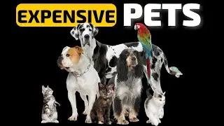 13 Most Expensive Pets in the World