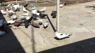 #Pigeons.Зелёный помёт у голубей.