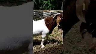 Jeune m&acirc;le de 11mois produit de l &eacute;levage Caprin-West-Indies