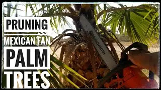 Trimming our Washingtonia Robusta Palm Trees for the First Time