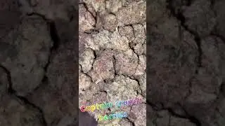 Captain crunch berries