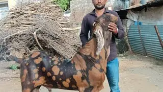 Rajasthan animal goat farming is a way to earn money best breed 8302077913