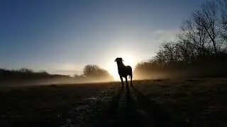 Cane Corso In The Low Sun 🇬🇧 Ai Music 