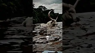 Krowy są zawsze słodkie 🥰💀