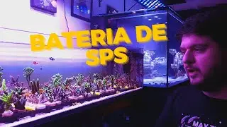 Veja como uma loja mantém uma bateria lotada de Corais SPS