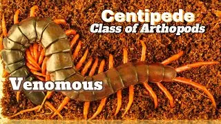 Centipede: Class of arthropods - Are venomous and can inflict painful stings! | Learn More !