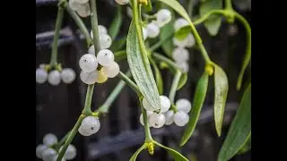 Benefits of Mistletoe