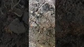 Termites in Denville, NJ