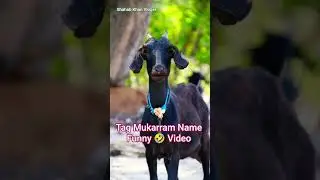 Tag Mukarram Name Funny 🤣🤗 Video | Shahab Khan Vloger | #ai #funny #goat #comedy #shorts