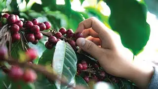 Soil and Leaf Sampling Process