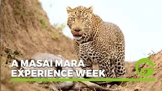 A Masai Mara Experience week