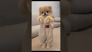 #dreamscreenai #teddybear #teddy #cartoonvideo #mstifun #aivideo #billi #cat #dance #dancevideo