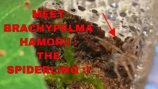 Meet my new Spiderling Tarantula! - Let's do this again!!  (Brachypelma Hamorii)