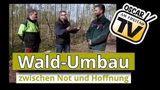 Waldumbau zwischen Not und Hoffnung