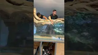 Moving a Huge Driftwood Centerpiece