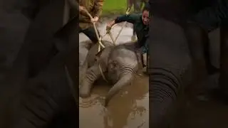 Baby Elephant Rescue From Mud | Emotional Happy Ending #trendingshorts #rescueefforts