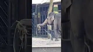 Mother and Baby Elephant Bonding Time 😻|| wild Animal Moments!|| #shots #elephant #wildlife #animals