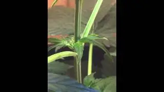 Critical Plus Auto Week 5