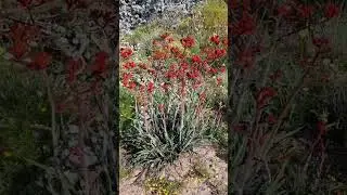 Wild flower season in Western Australia #wildflowers #westernaustralia #kingspark #springflowers
