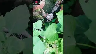 Pachu Absolutely Loves Nature 🌿🐾#cutecat #catshorts #shortsfeed  #shorts