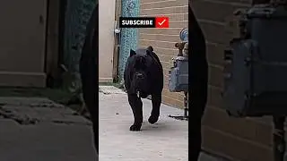 Cane corso Goku #canecorso #mastiff #corso #dogmom #guarddog #dogs #doglife