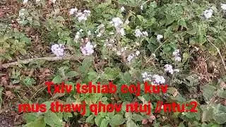 Txiv tshiab coj kuv mus thawb qhov ntuj //ntu:2