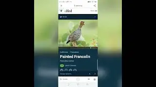 painted francolin sound